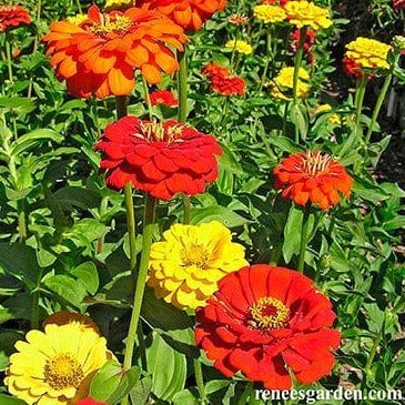 Zinnia Hot Crayon Colors - Renee's Garden - Image 4