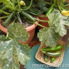 Zucchini Astia - Renee's Garden - Image 2