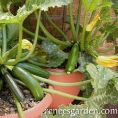 Zucchini Astia - Renee's Garden - Image 3