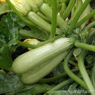 Organic Zucchini Ortolana di Faenza - Renee's Garden - Image 3