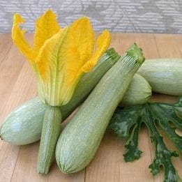 Organic Zucchini Ortolana di Faenza - Renee's Garden - Image 4