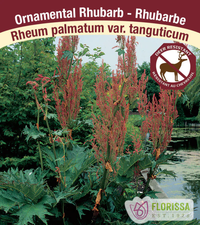 Ornamental Rhubarb - Tanguticum, 1 Pack