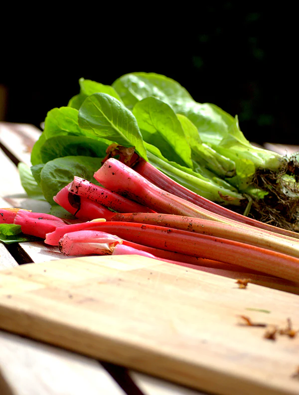 Rhubarb - Glaskin Perpetual - Image 2
