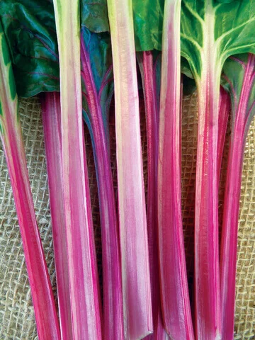 Rhubarb Victoria International - Aimers Seeds - Image 2