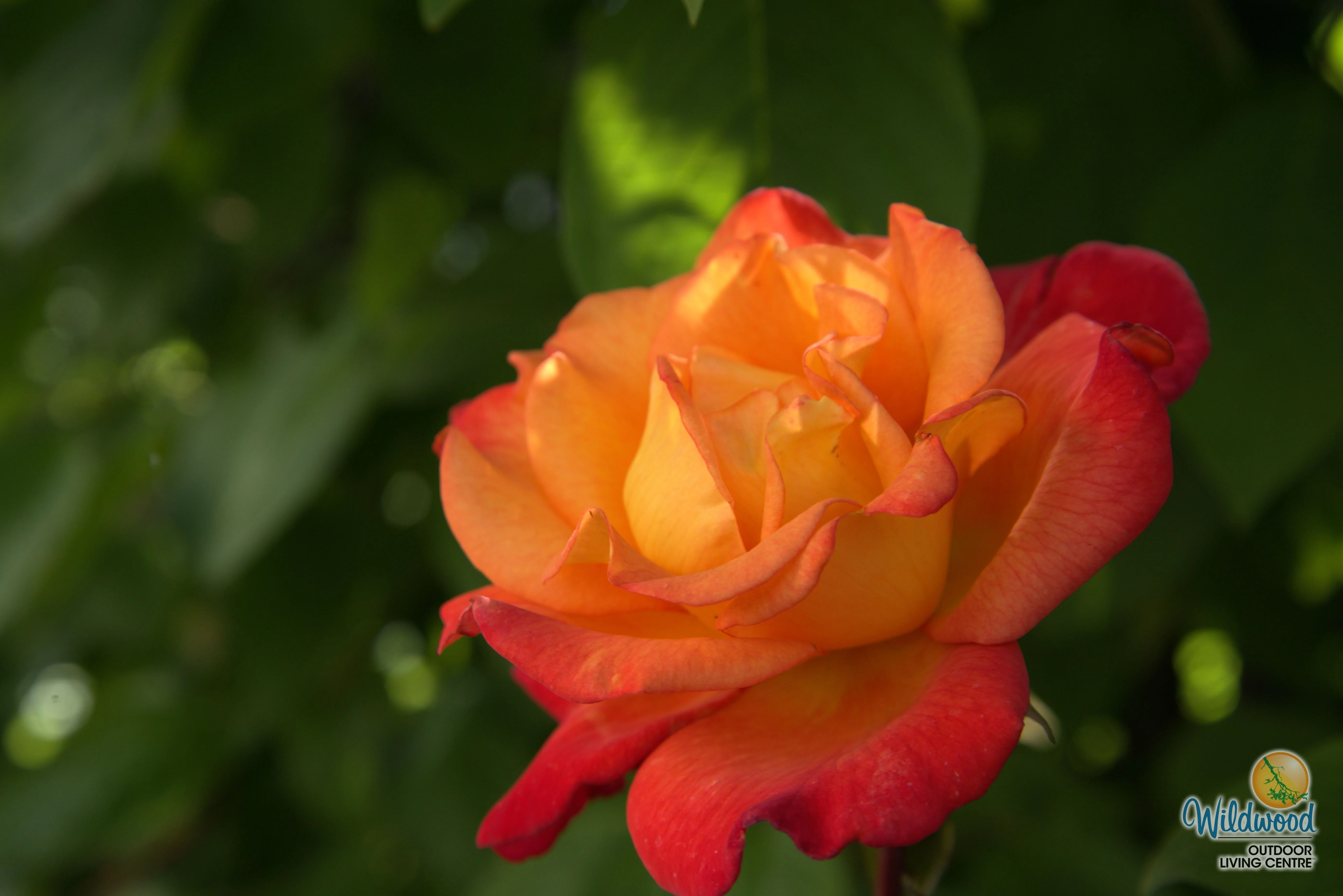 Rio Samba - Weeks Rose - Image 10