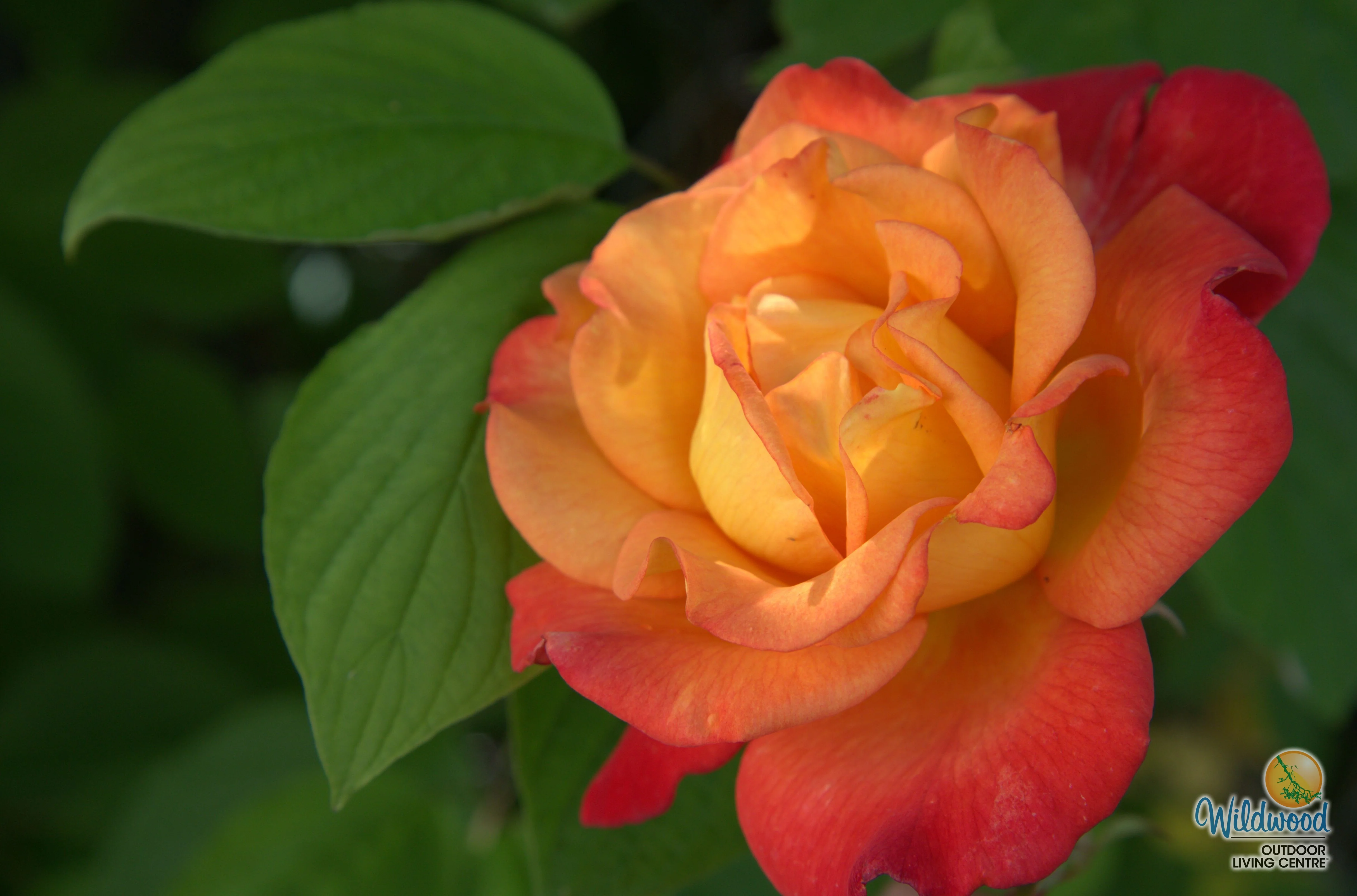 Rio Samba - Weeks Rose - Image 2