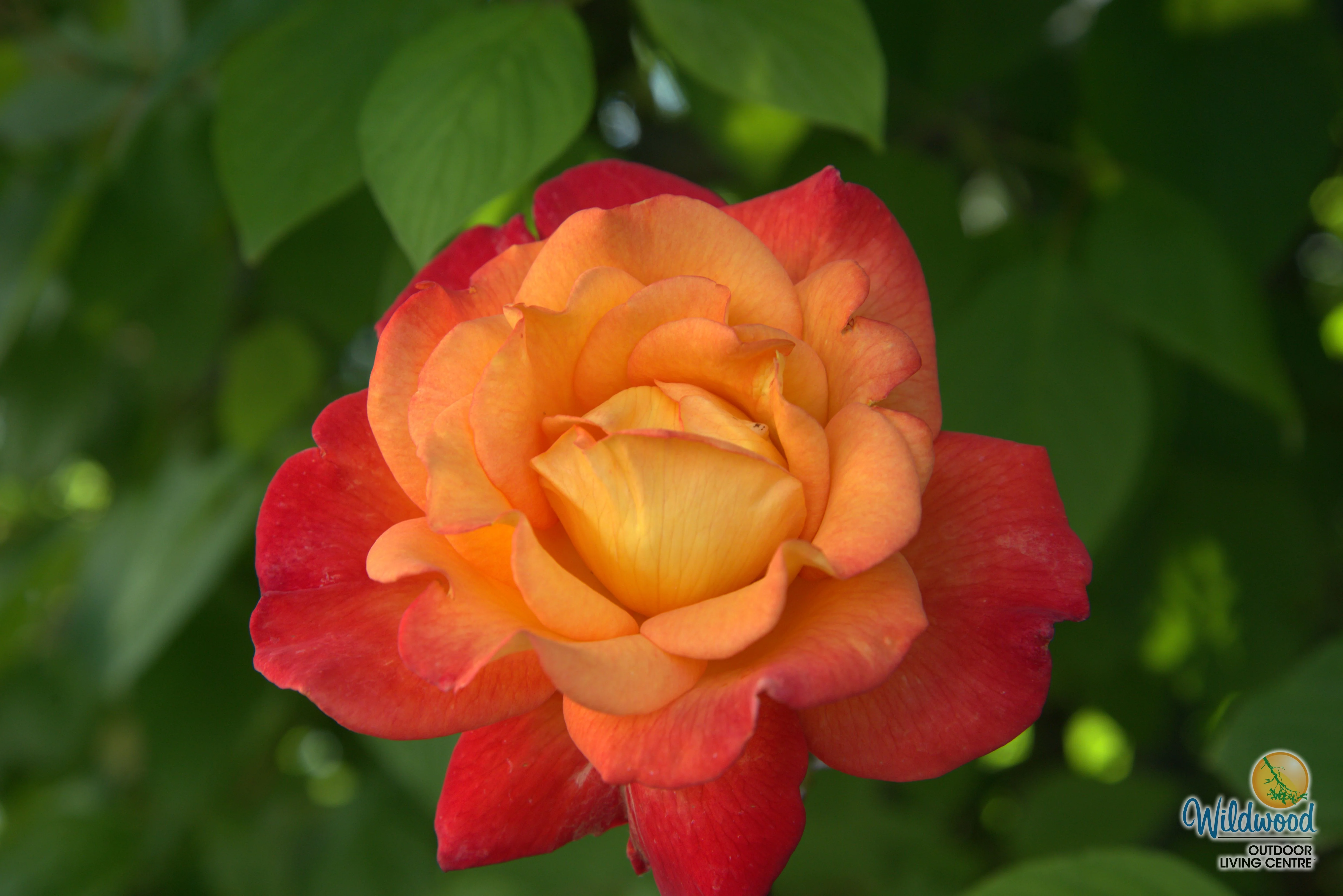 Rio Samba - Weeks Rose - Image 3