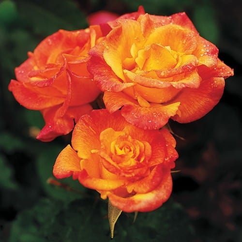 Rio Samba - Weeks Rose - Image 4