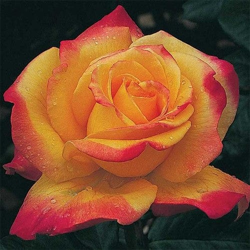 Rio Samba - Weeks Rose - Image 5