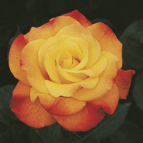 Rio Samba - Weeks Rose - Image 6