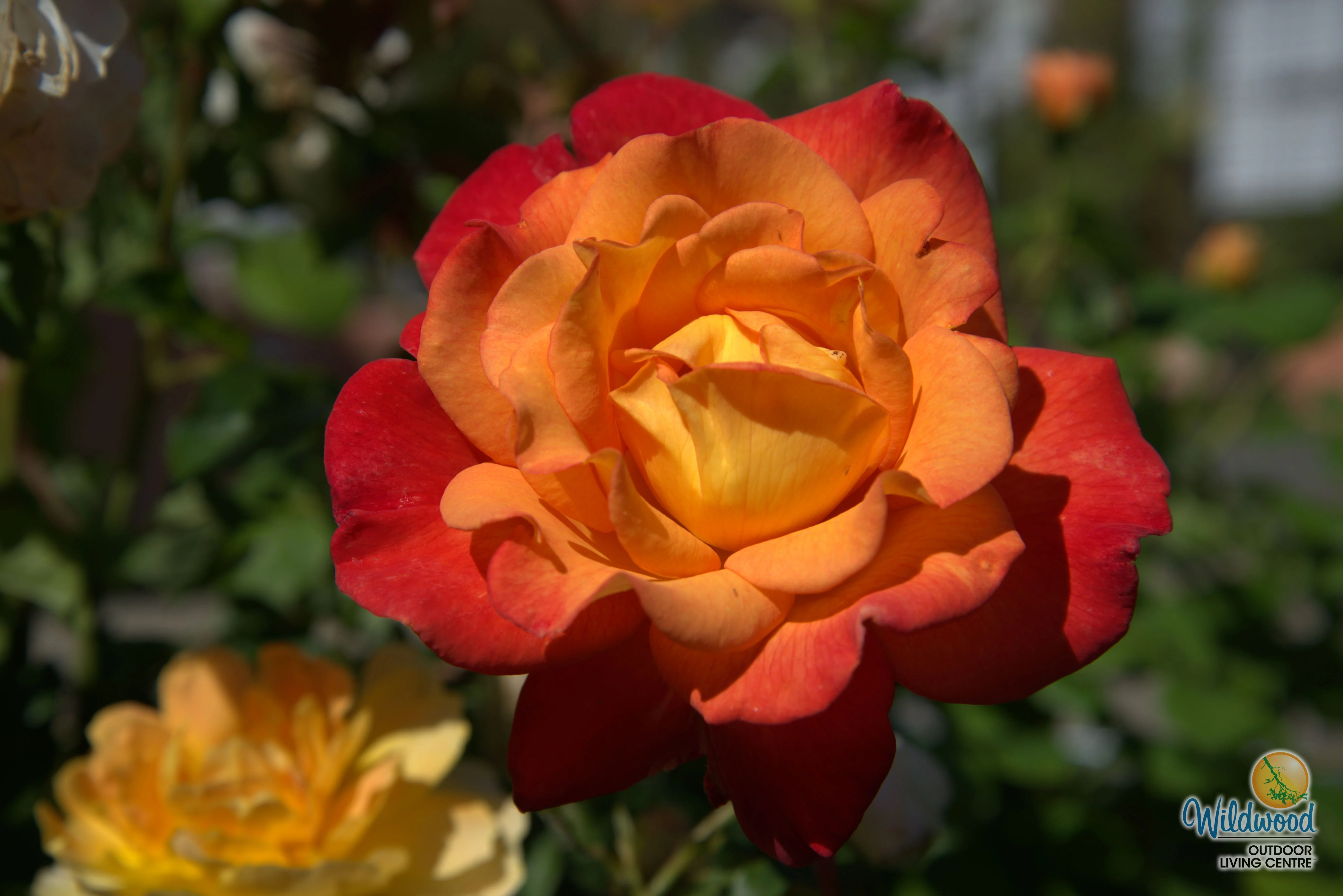 Rio Samba - Weeks Rose - Image 7