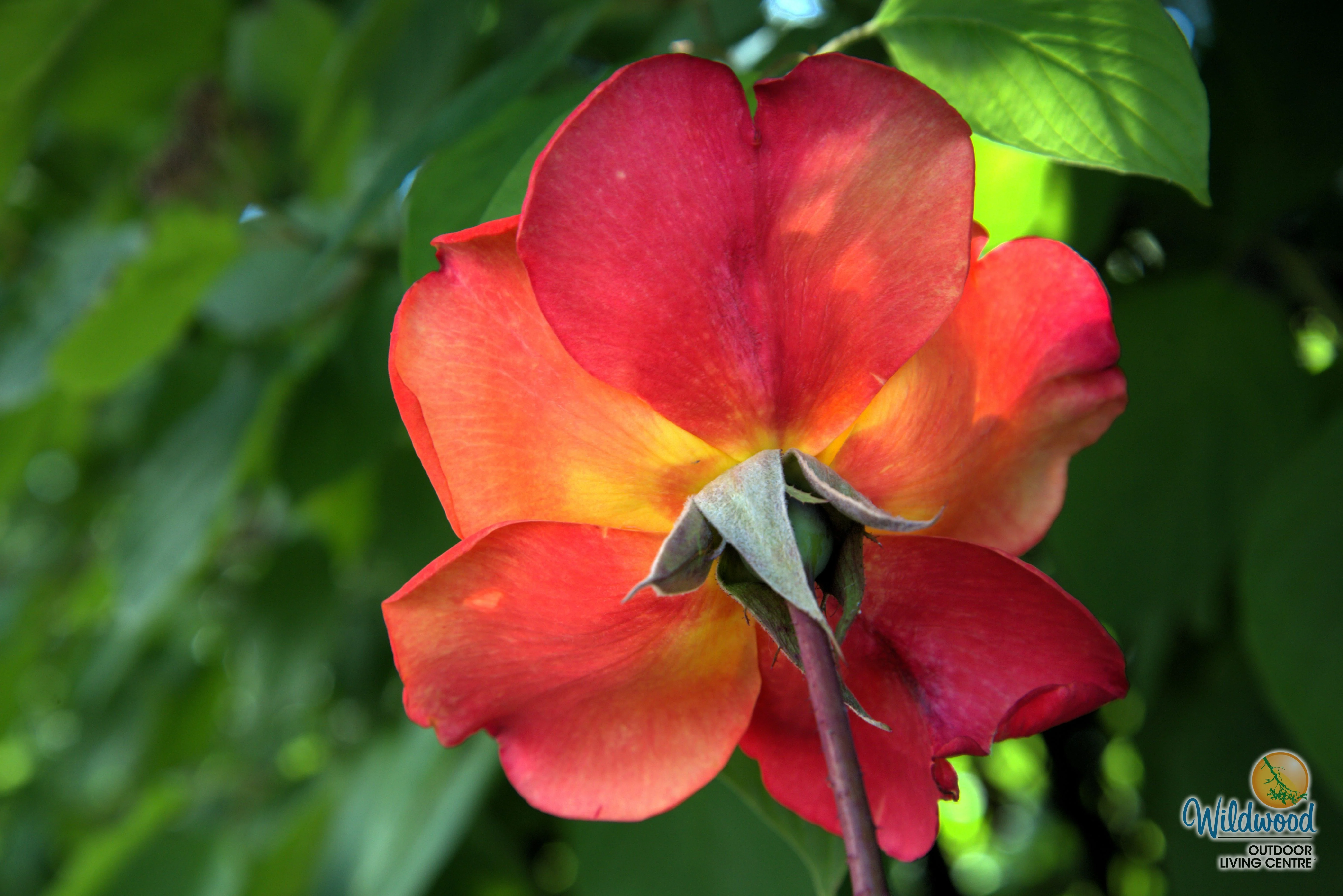 Rio Samba - Weeks Rose - Image 8