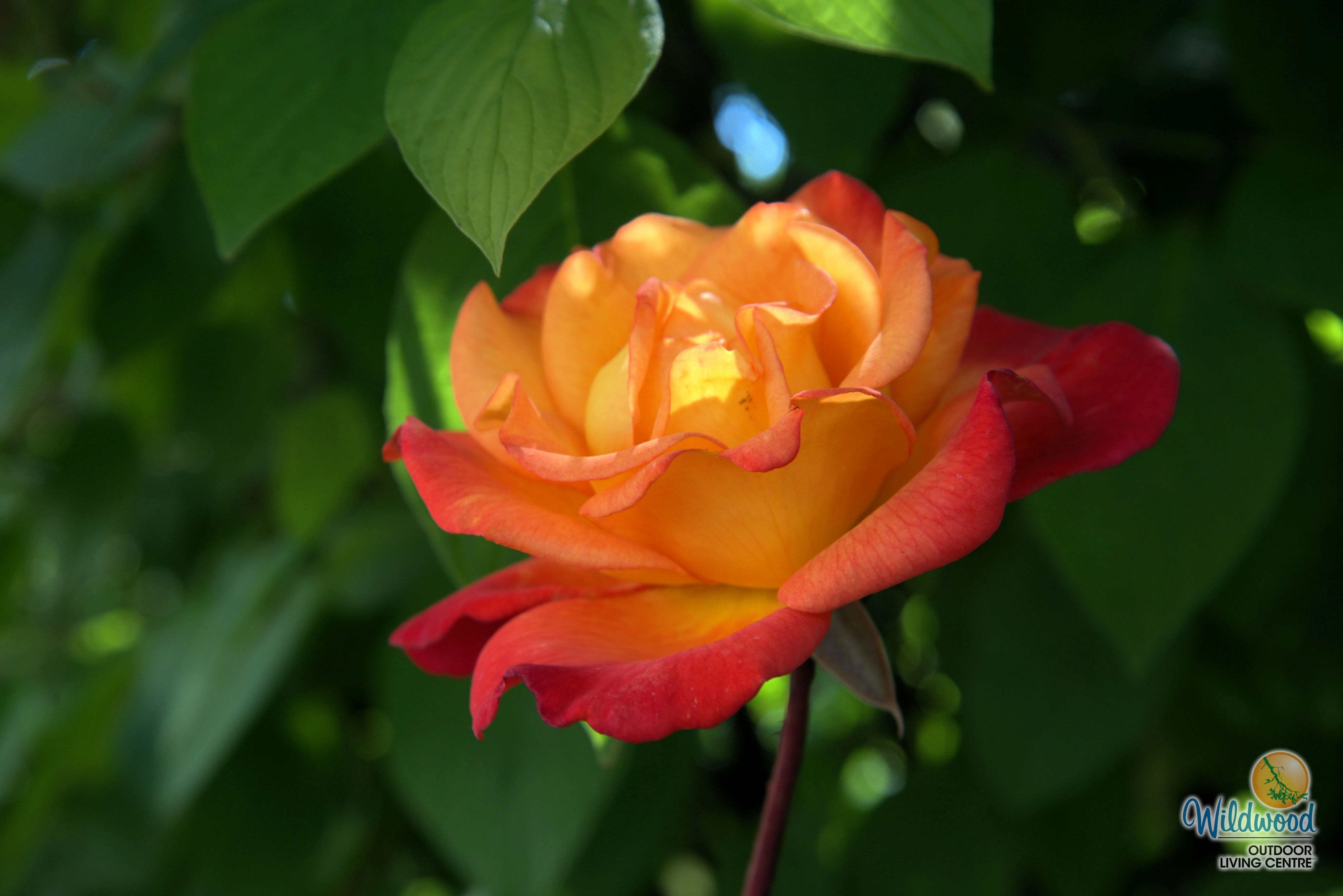 Rio Samba - Weeks Rose - Image 9