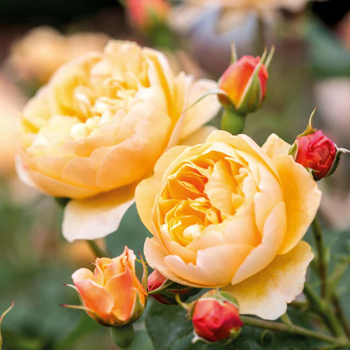 Roald Dahl - David Austin Rose