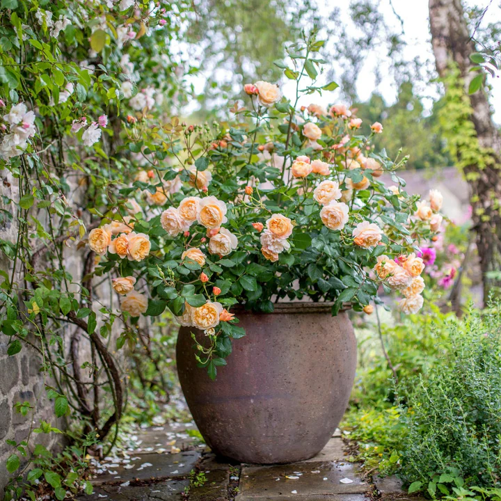 Roald Dahl - David Austin Rose - Image 10