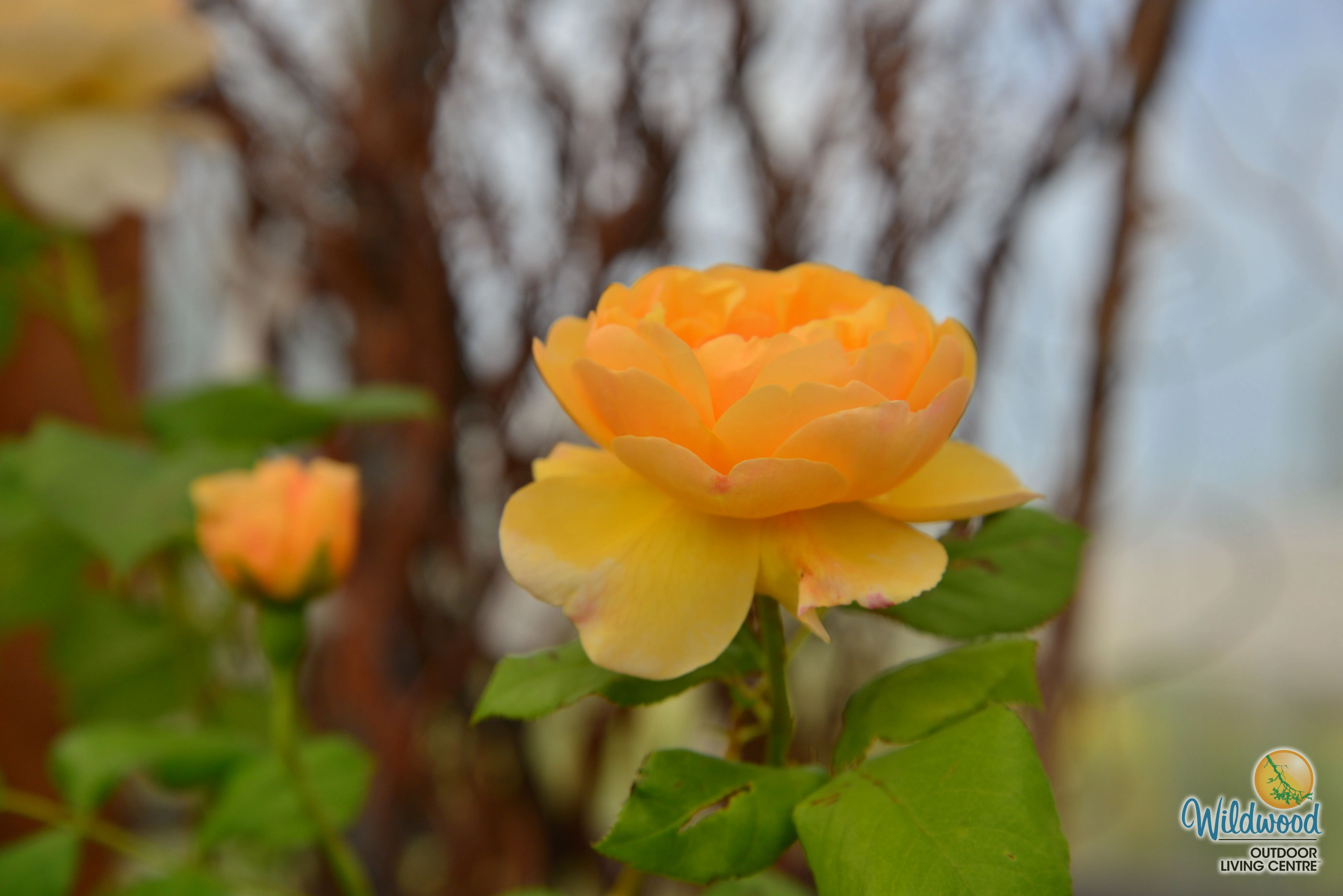 Roald Dahl - David Austin Rose - Image 11