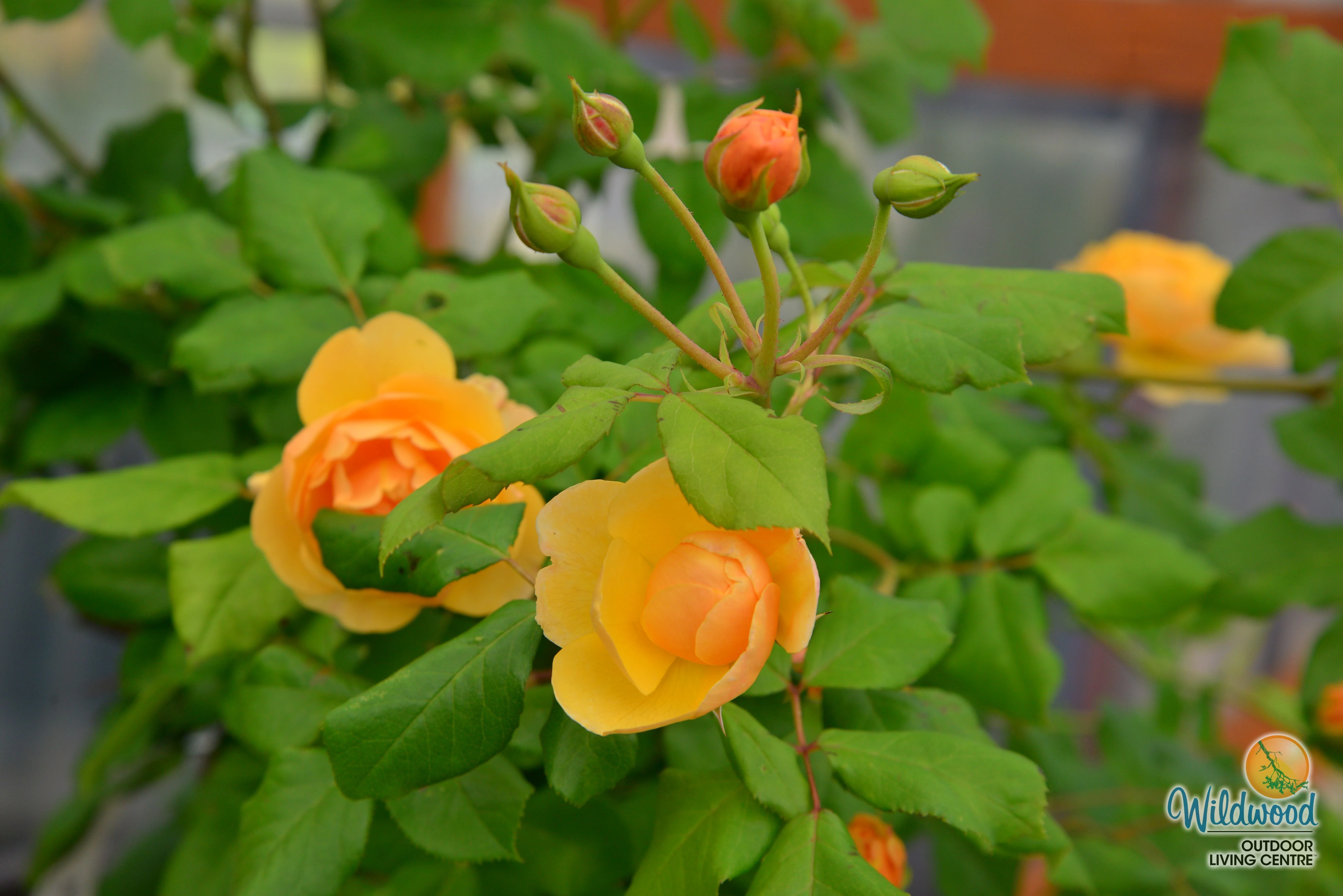 Roald Dahl - David Austin Rose - Image 12