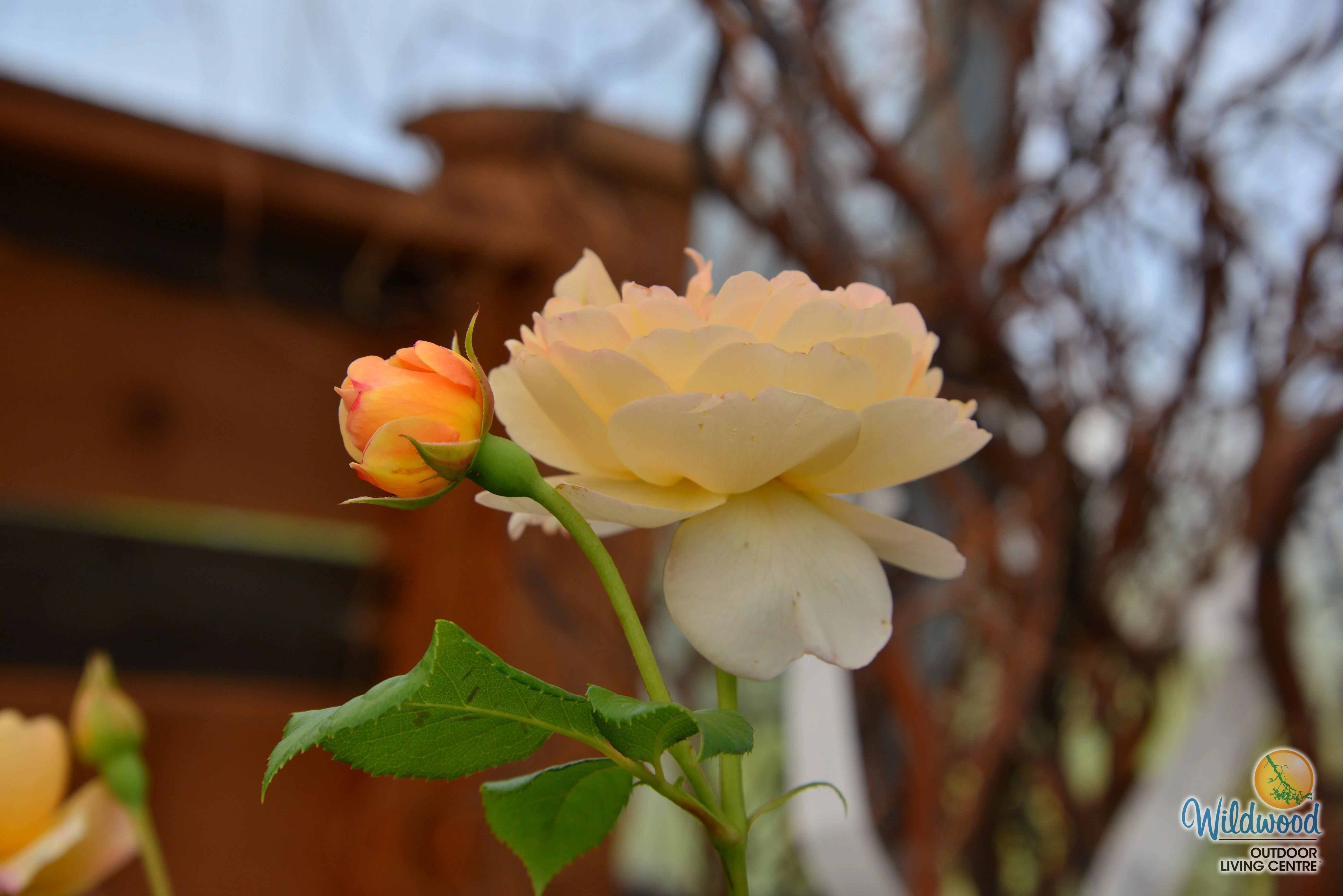 Roald Dahl - David Austin Rose - Image 13
