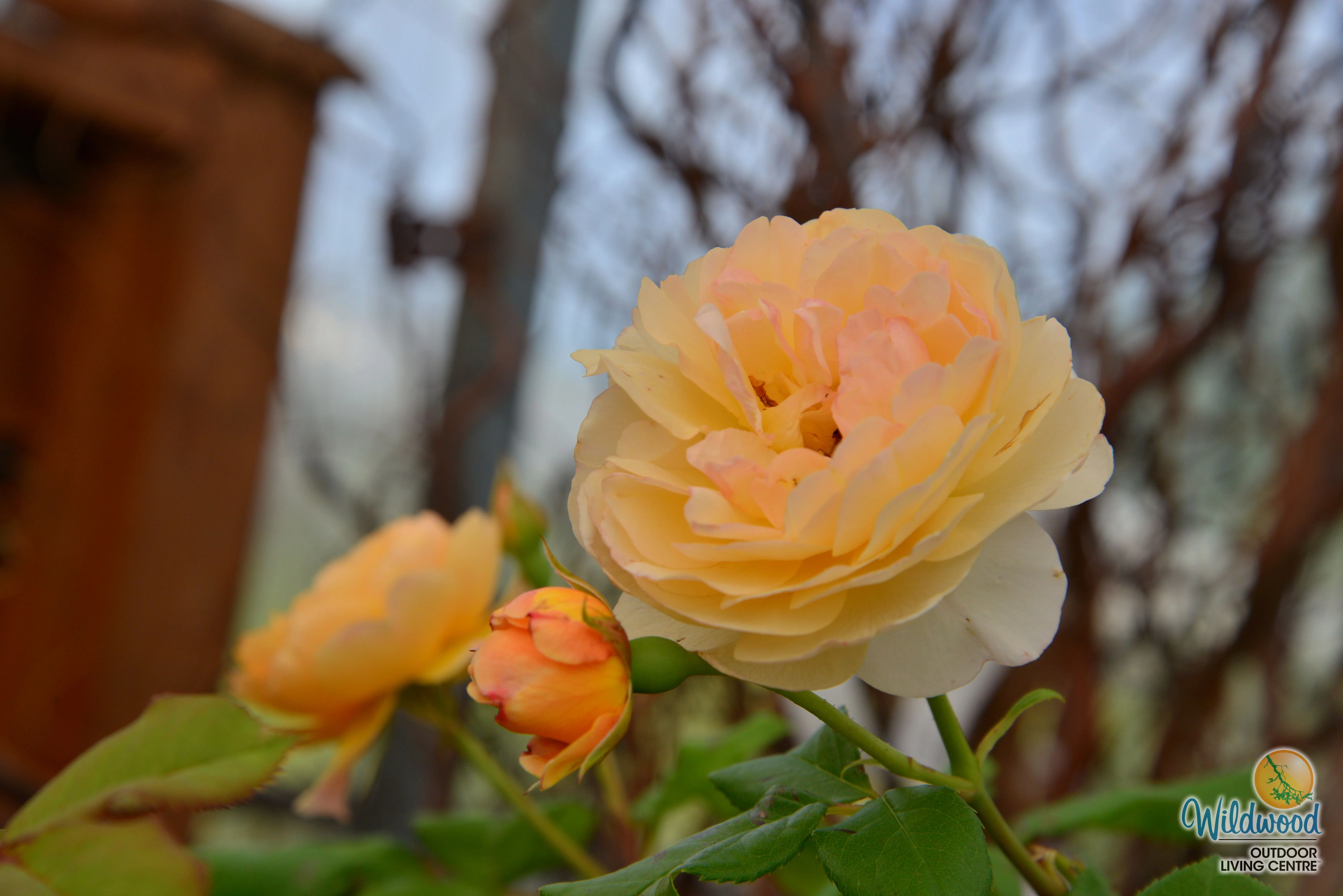 Roald Dahl - David Austin Rose - Image 14