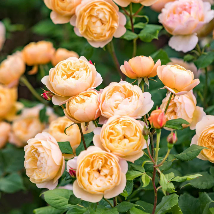 Roald Dahl - David Austin Rose - Image 2
