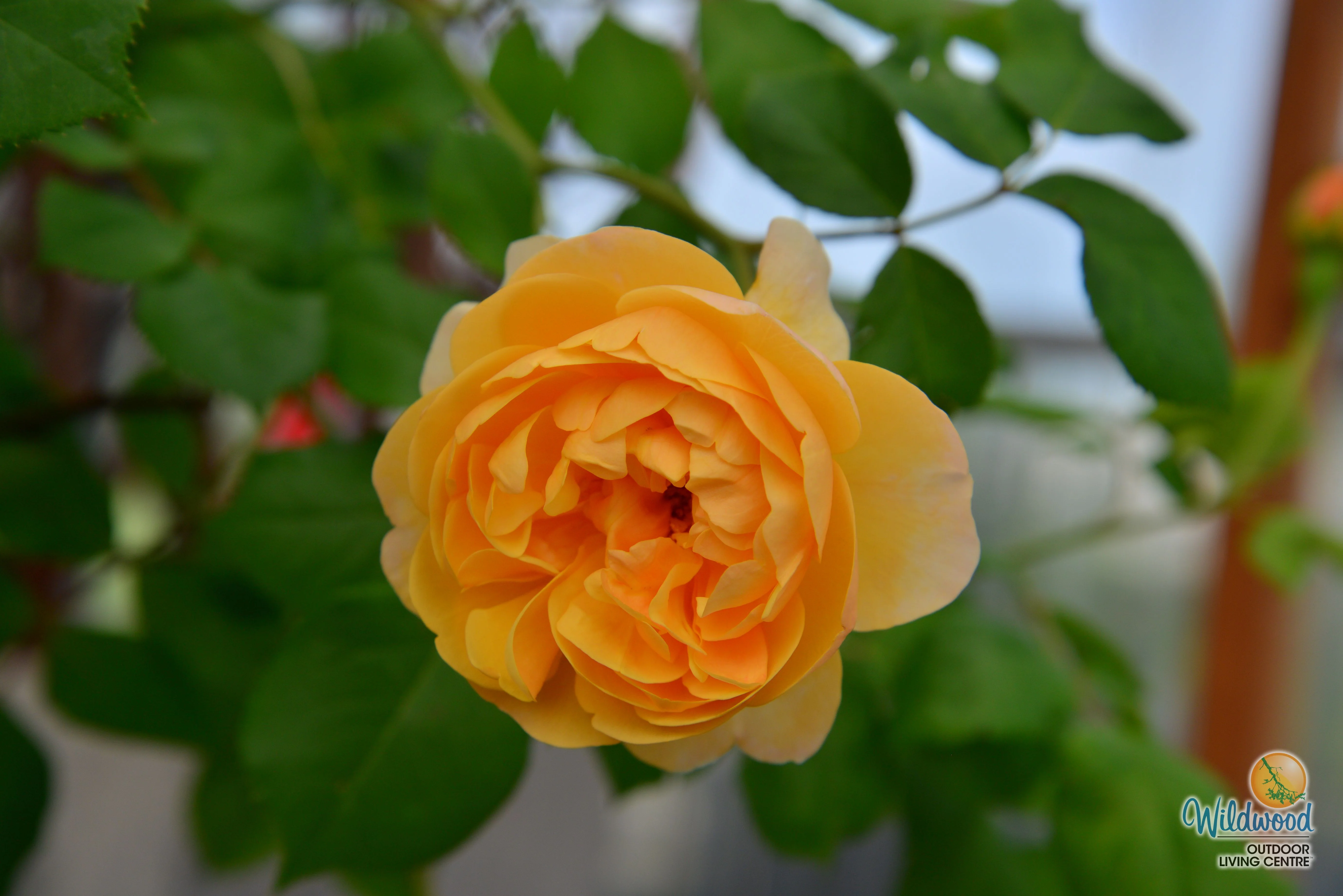 Roald Dahl - David Austin Rose - Image 3