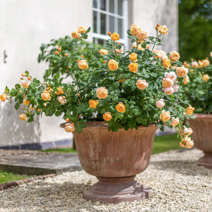 Roald Dahl - David Austin Rose - Image 4