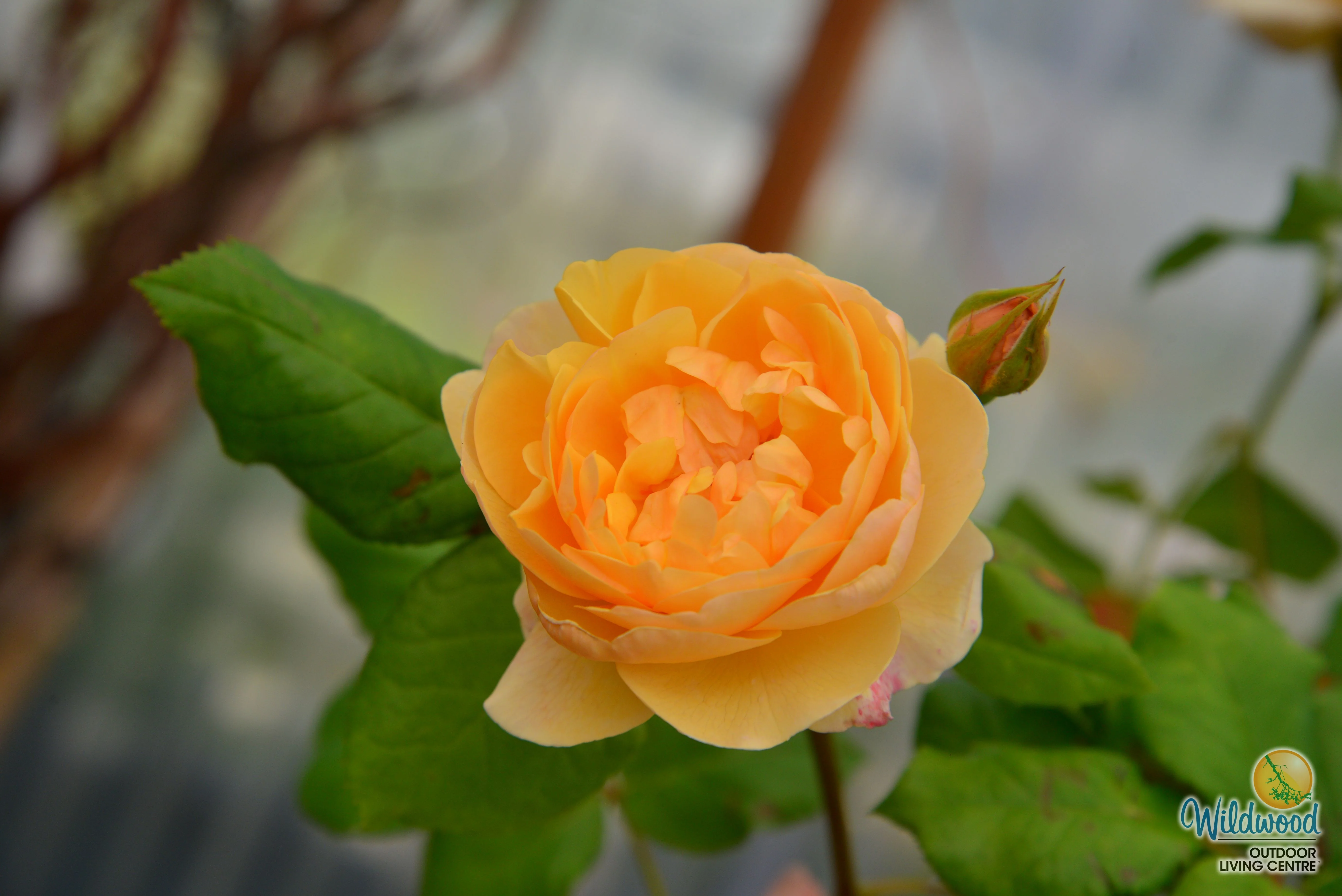 Roald Dahl - David Austin Rose - Image 5