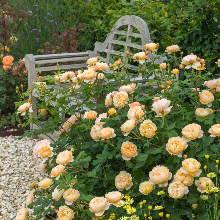 Roald Dahl - David Austin Rose - Image 6