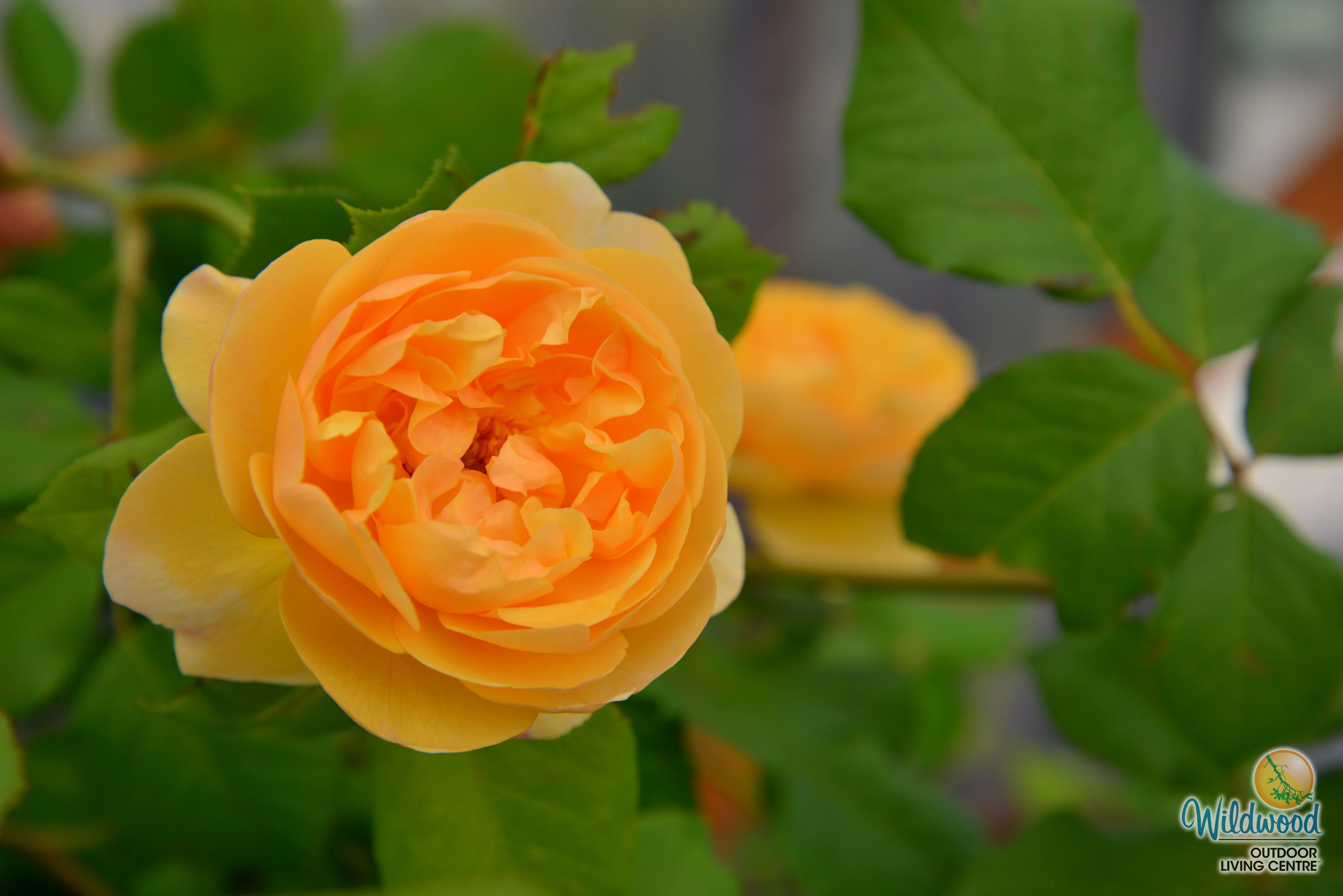 Roald Dahl - David Austin Rose - Image 7
