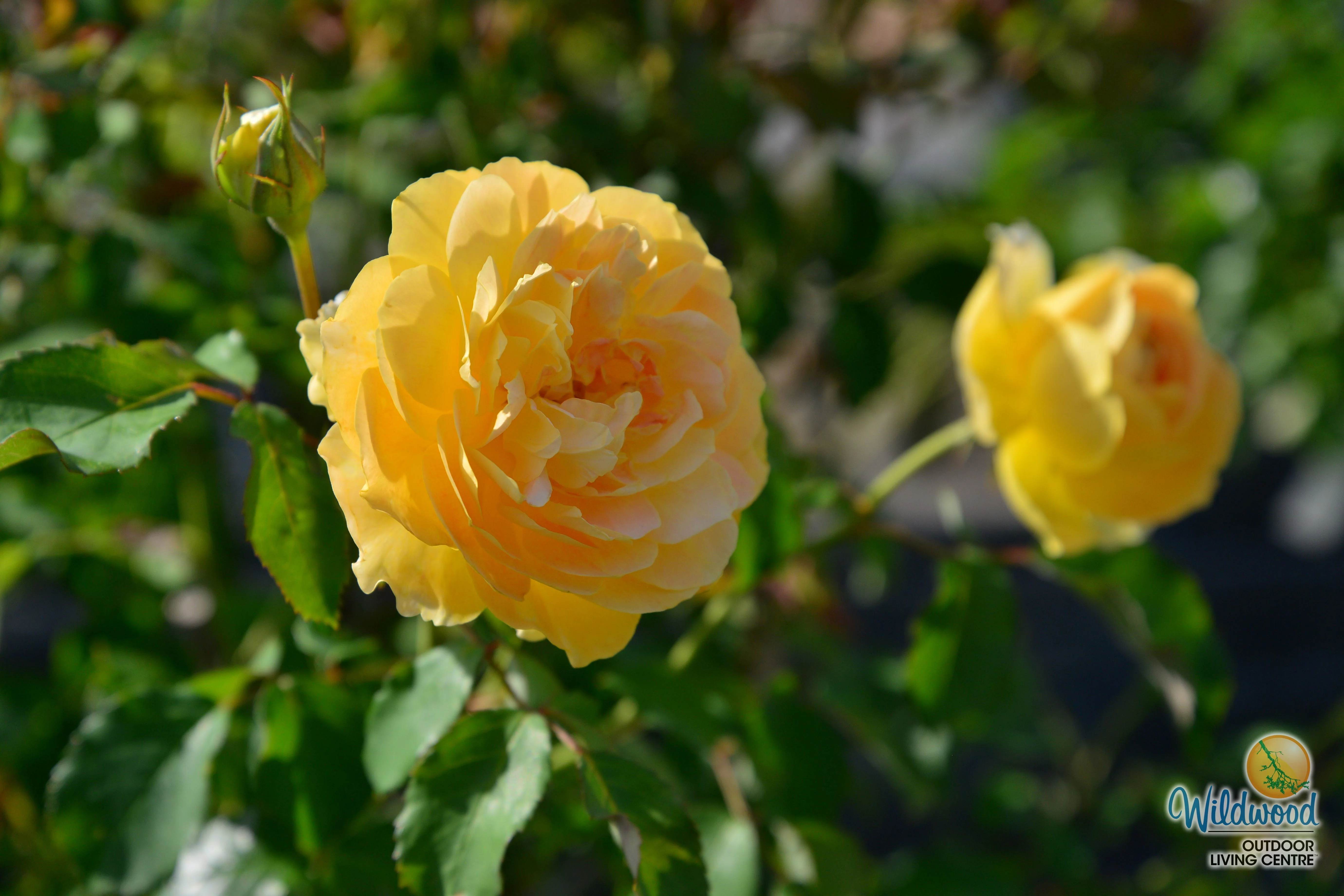 Roald Dahl - David Austin Rose - Image 8