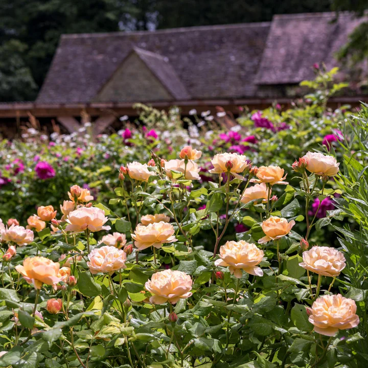Roald Dahl - David Austin Rose - Image 9