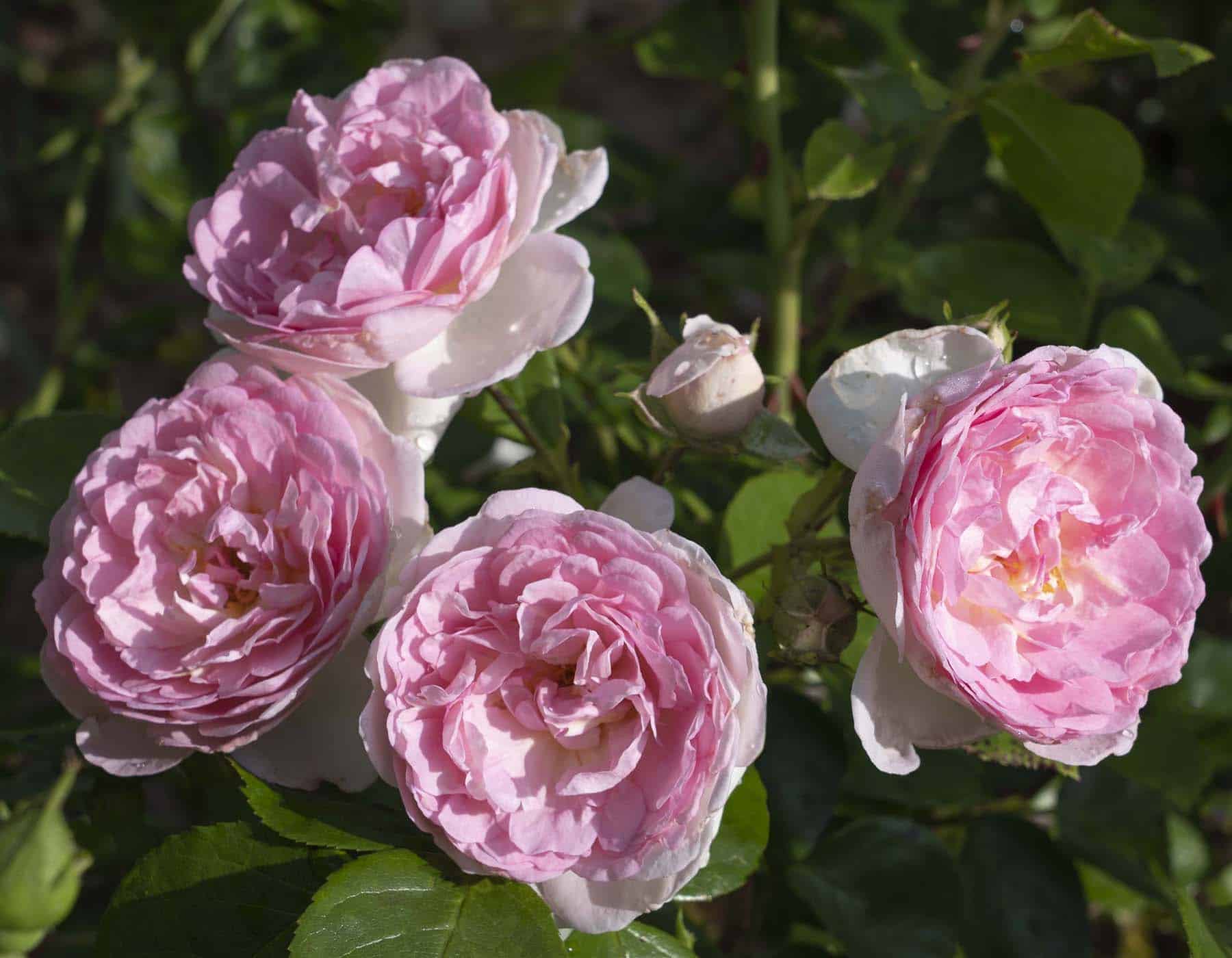 Romantica® Ball Gown™ - Star Roses and Plants - Image 2