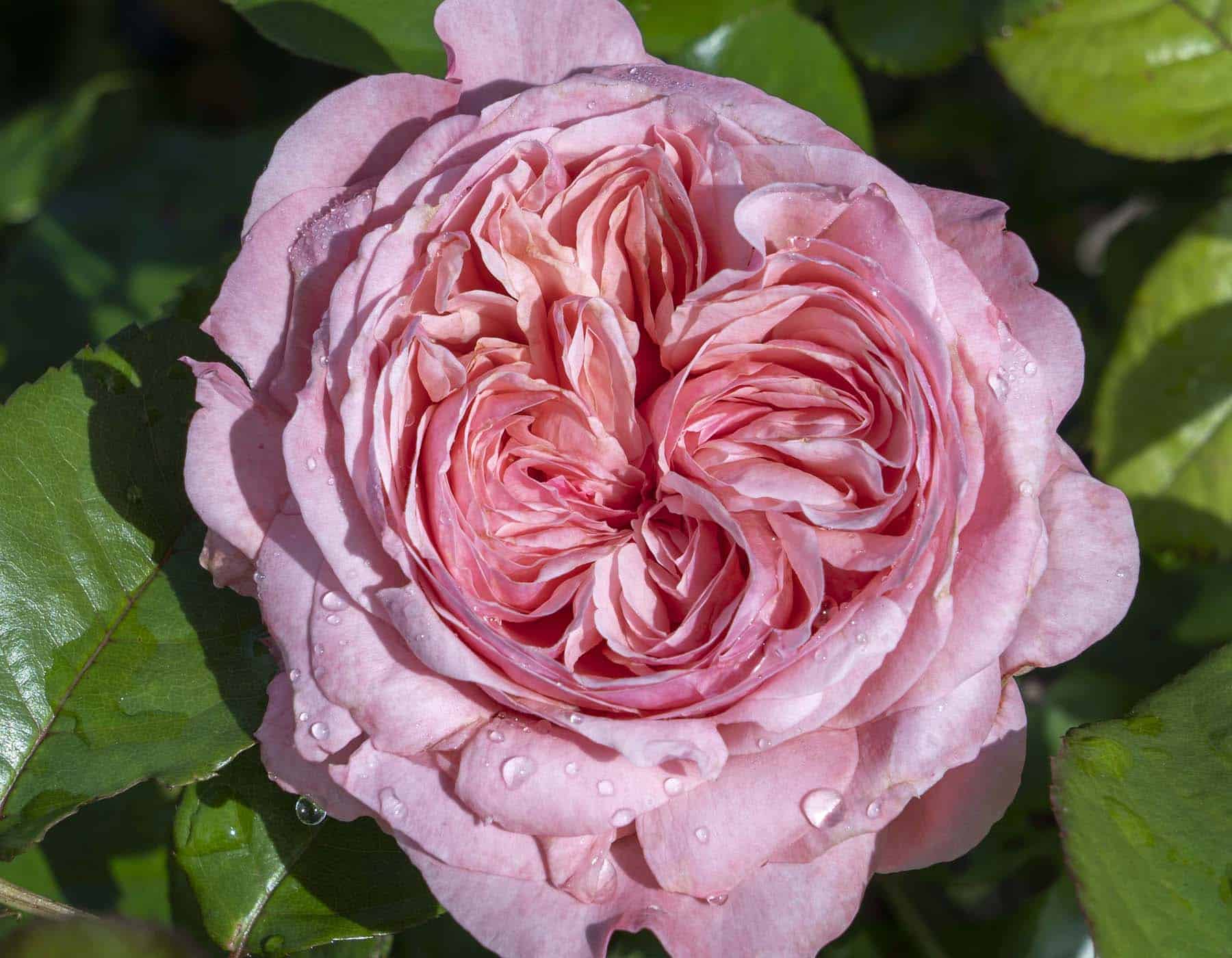 Romantica® Ball Gown™ - Star Roses and Plants - Image 3
