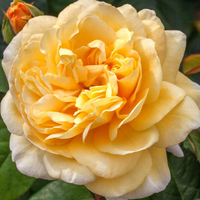 Romantica® Moonlight - Star Roses and Plants