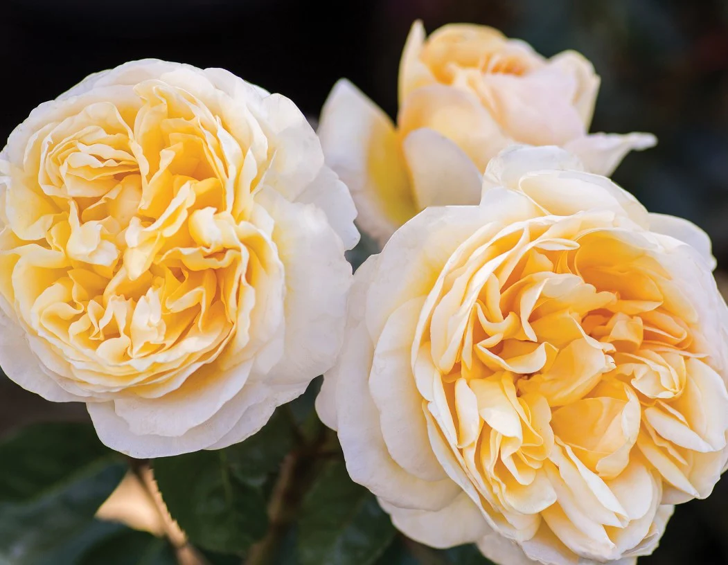 Romantica® Moonlight - Star Roses and Plants - Image 2