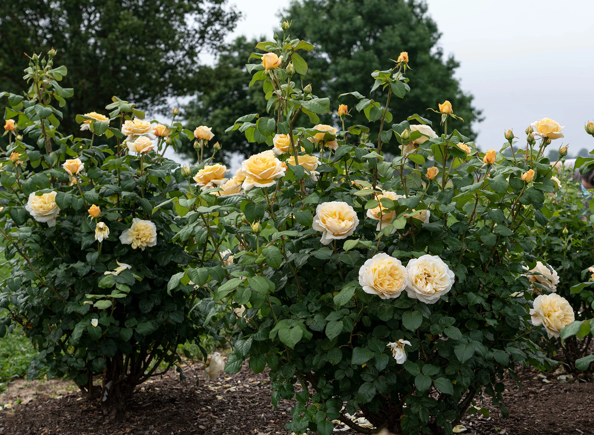 Romantica® Moonlight - Star Roses and Plants - Image 3