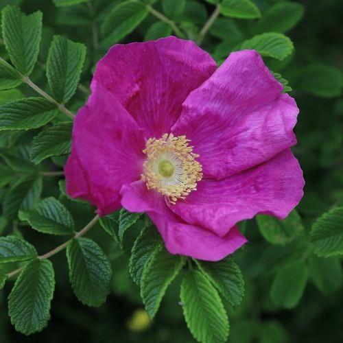 Rosa Rugosa - Weeks Rose