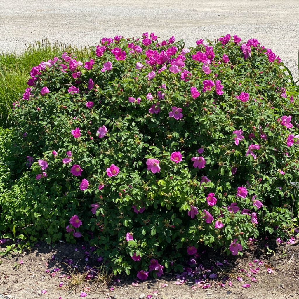 Rosa Rugosa - Weeks Rose - Image 2