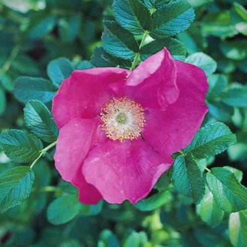 Rosa Rugosa - Weeks Rose - Image 3