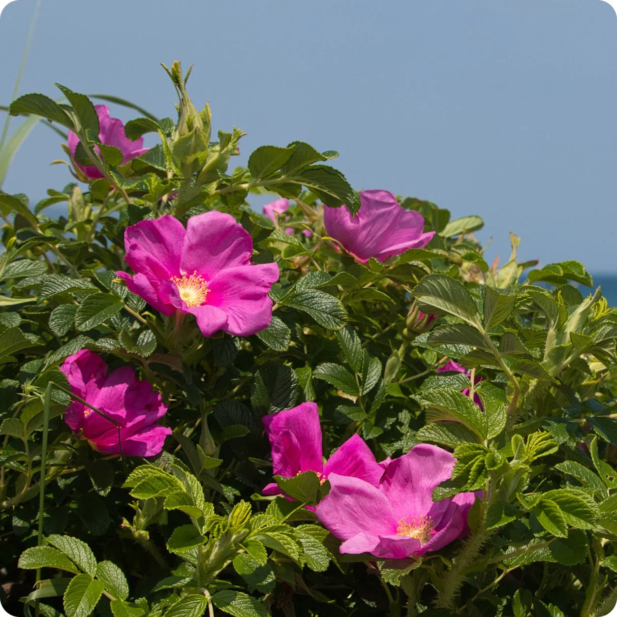 Rosa Rugosa - Weeks Rose - Image 4