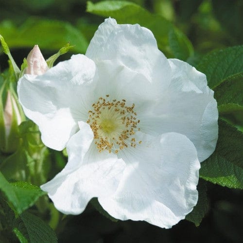 Rosa Rugosa Alba - Weeks Roses - Image 2