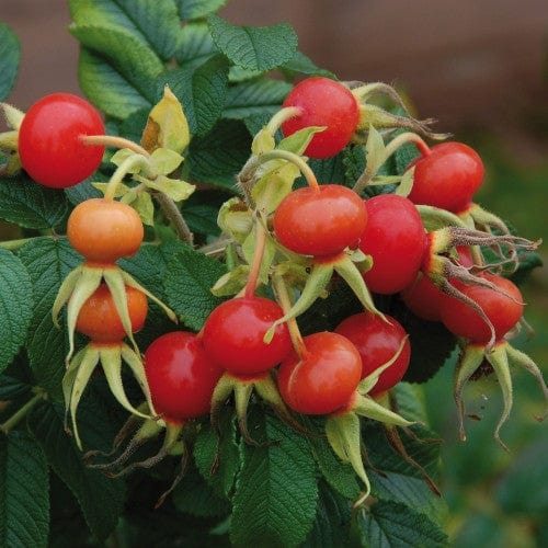 Rosa Rugosa Alba - Weeks Roses - Image 3