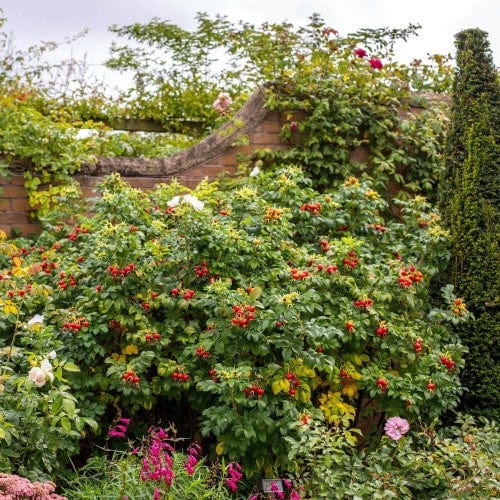 Rosa Rugosa Alba - Weeks Roses - Image 4