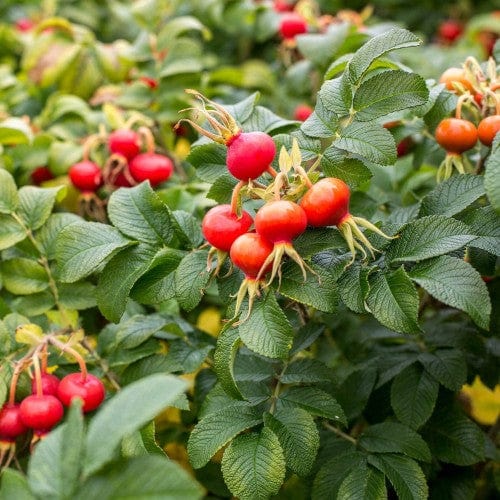 Rosa Rugosa Alba - Weeks Roses - Image 5