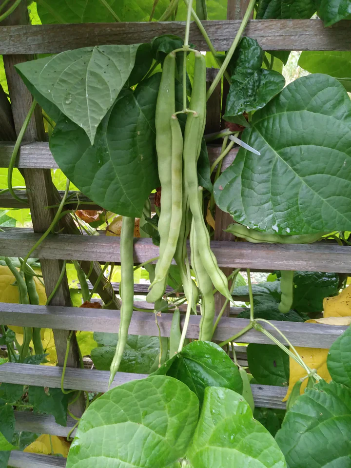 Royal City Cannery Snap Bean - Eagleridge Seeds