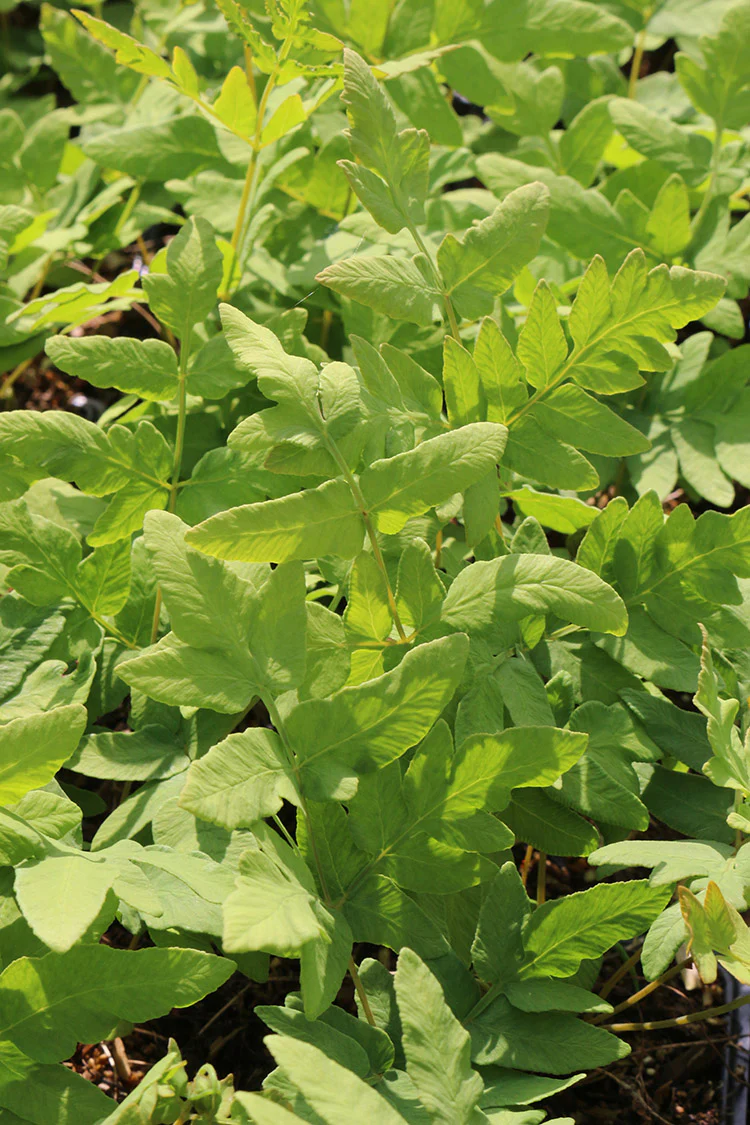 Royal Fern - Osmunda regalis, 1 Pack - Image 2