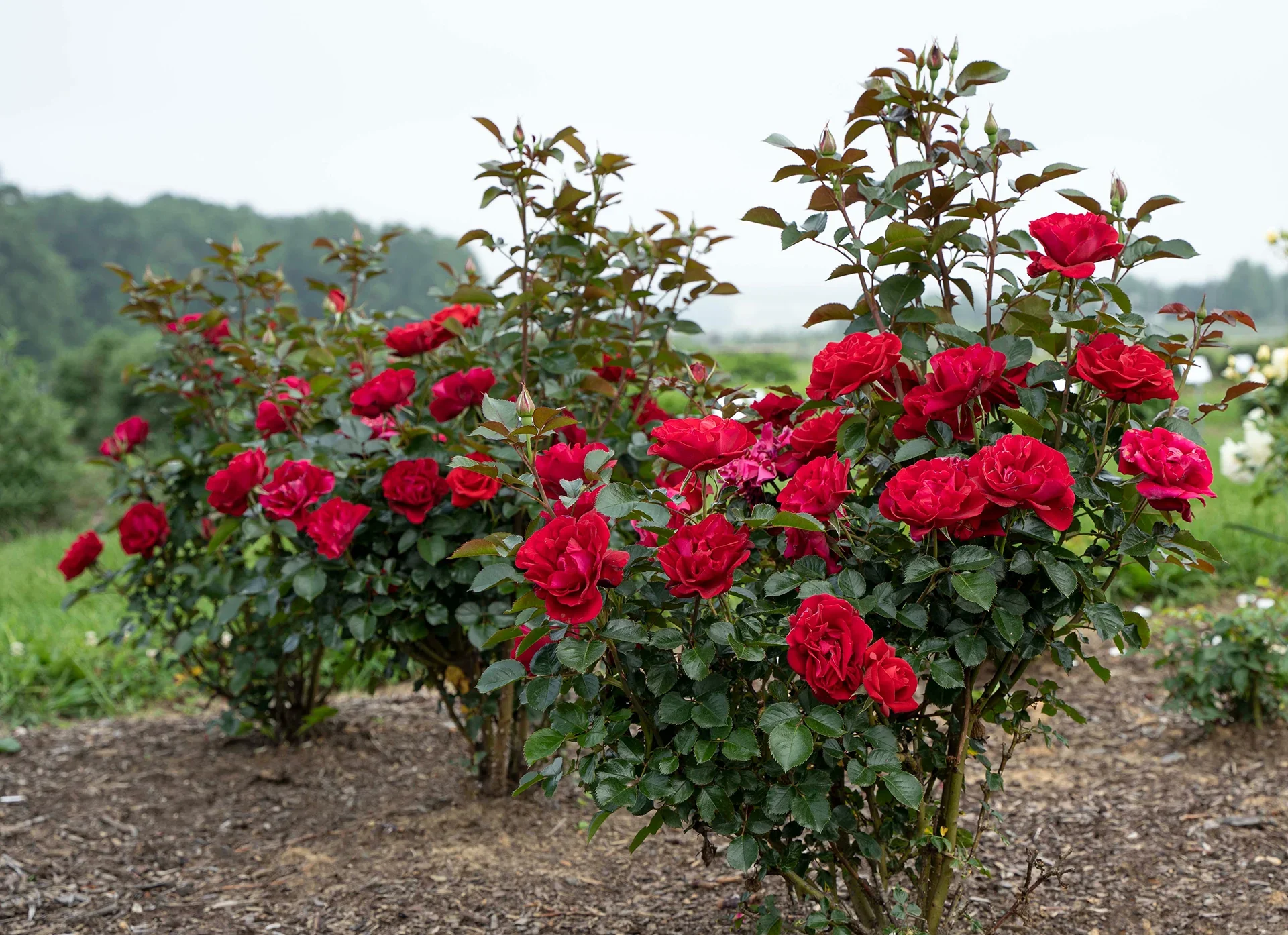 Ruby Red™ - Star Roses and Plants - Image 2