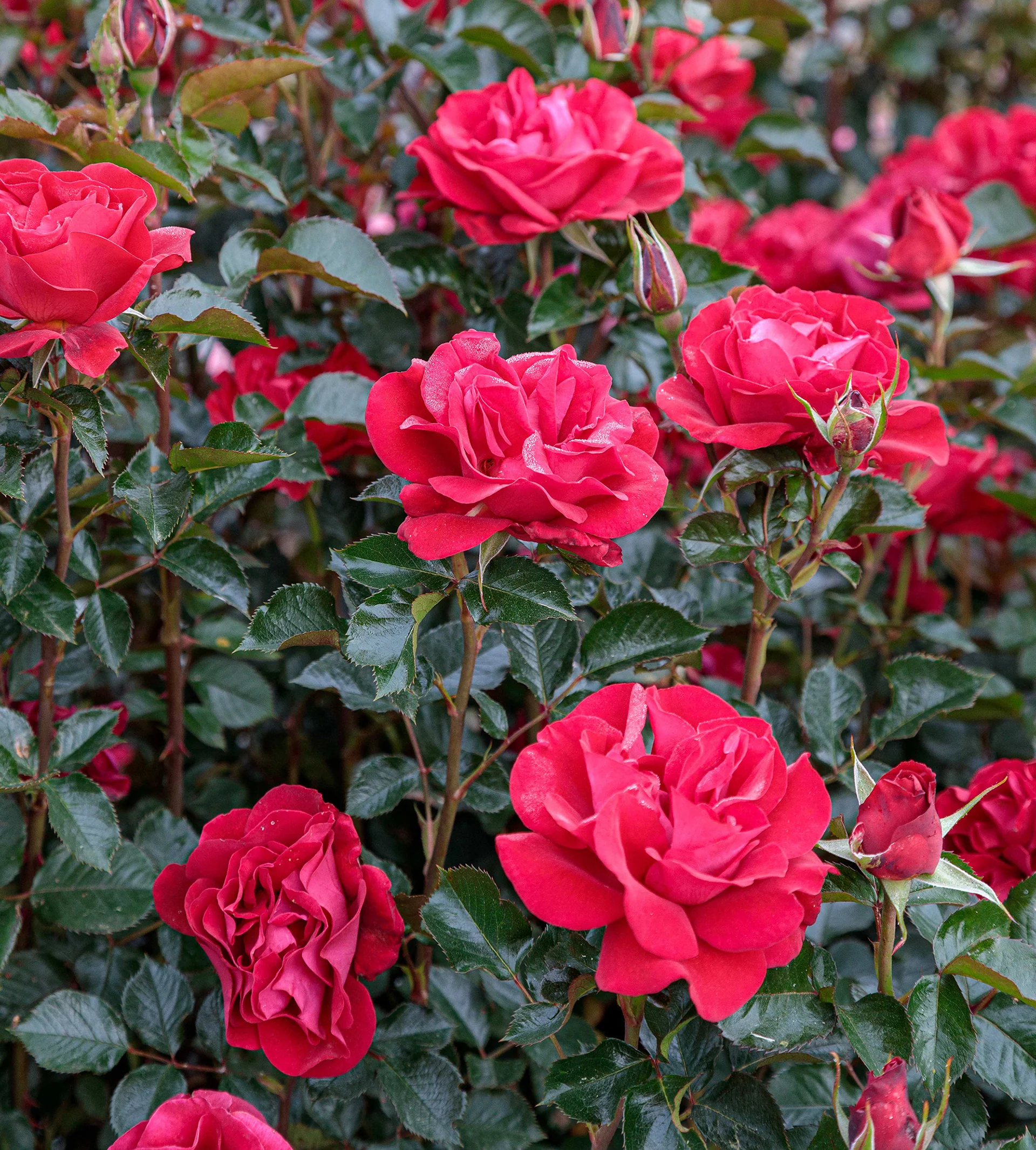 Ruby Red™ - Star Roses and Plants - Image 3