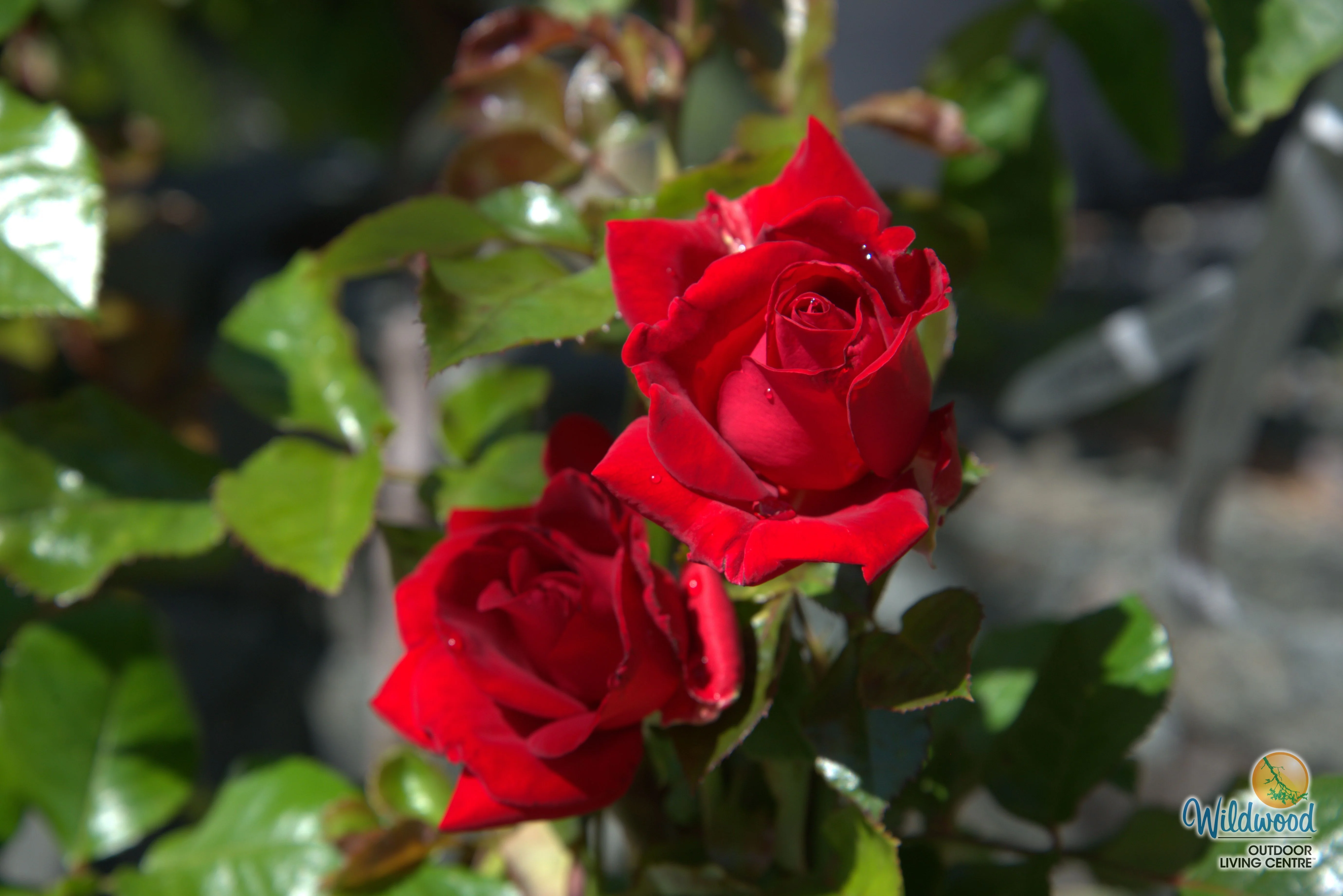 Ruby Ruby - Weeks Rose - Image 3
