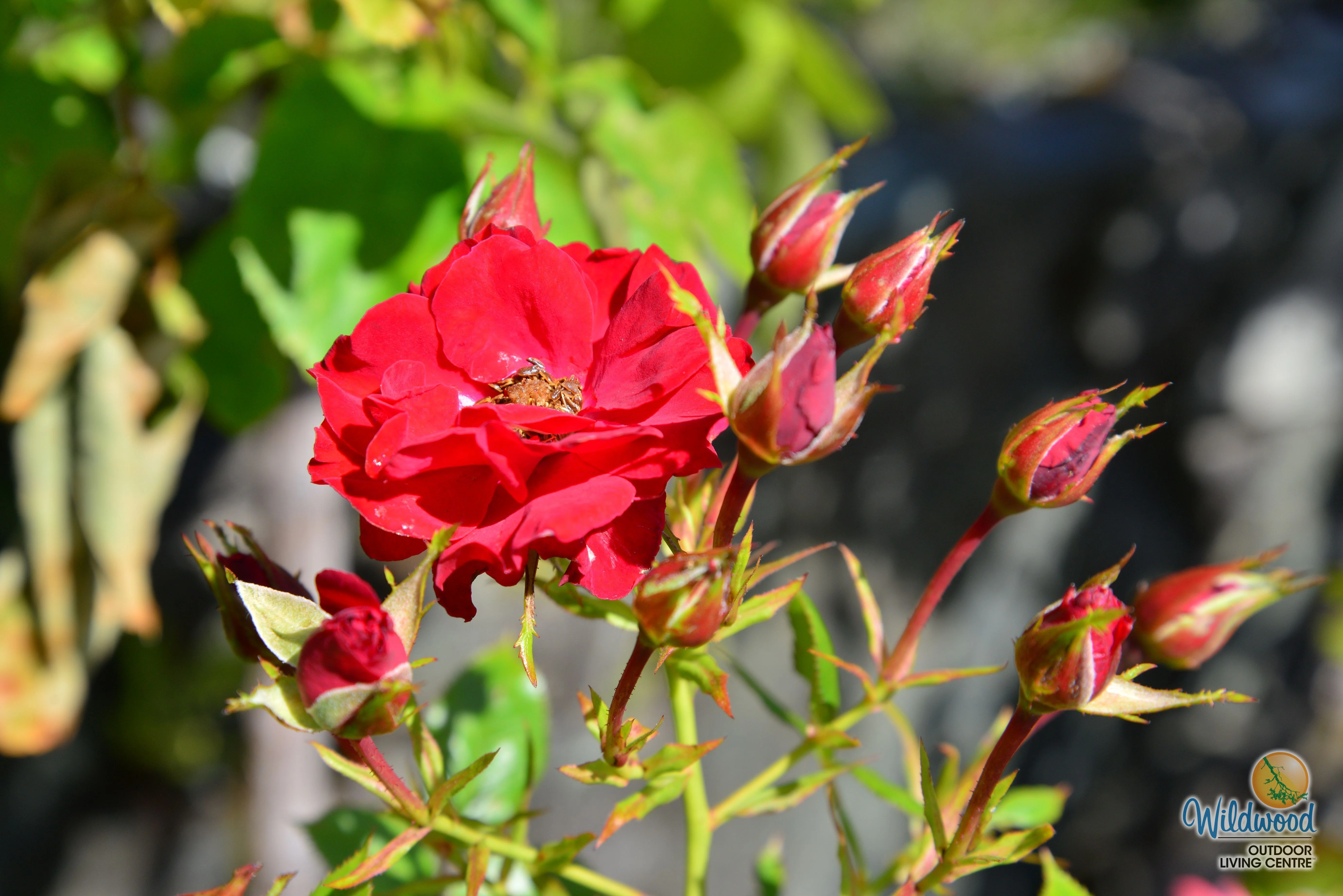 Ruby Ruby - Weeks Rose - Image 4